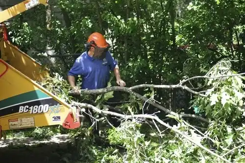 tree services Hartville